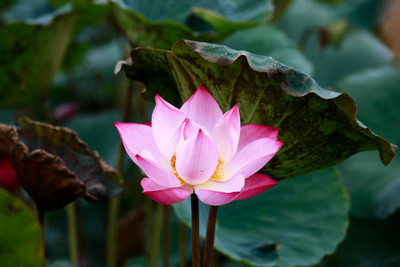 dvk lotus,kamal seeds Seed(12 per packet)