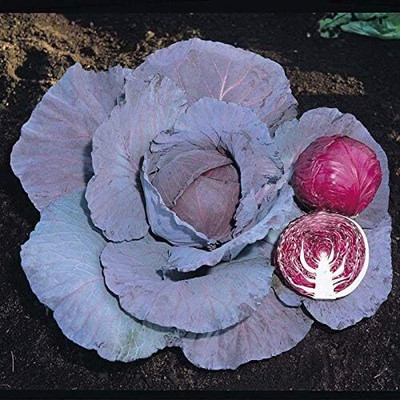 Biosnyg Red Jewel F1 Hybrid Cabbage-250 Seeds/1gm Seed(250 per packet)