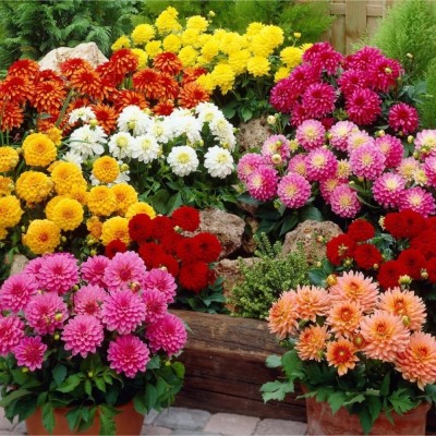 BMSSSLS Dahlia double figaro mix seeds Seed(30 per packet)