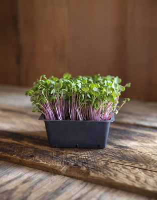 VibeX VXI-70 - Rainbow Radish Sprouting Mix - (250 Seeds) Seed(250 per packet)