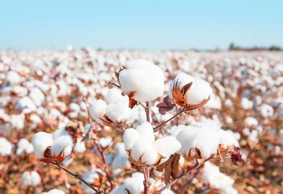 BJUBAS Cotton seeds hybrid pack of 8 Seed(8 per packet)