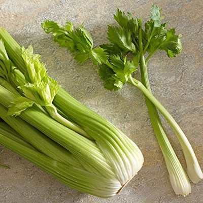 CYBEXIS VXI-53 - Celery Utah Tall - (750 Seeds) Seed(750 per packet)