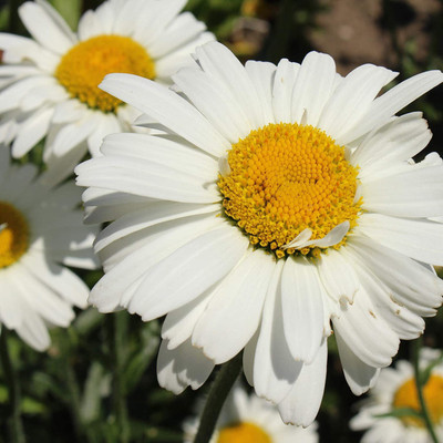 VibeX Chrysanthemum Mixed Color Seeds(60 Seeds) Seed(60 per packet)