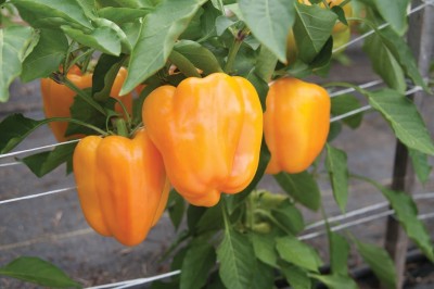 Qualtivate GBPT-1A ORANGE CAPSICUM SIMLAMIRCHI SEEDS Seed(100 per packet)