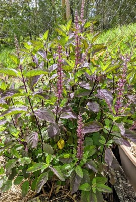 Quentova Holy Tulsi Basil 'Krishna' (Ocimum sanctum)-NCS-5X Seed(300 per packet)