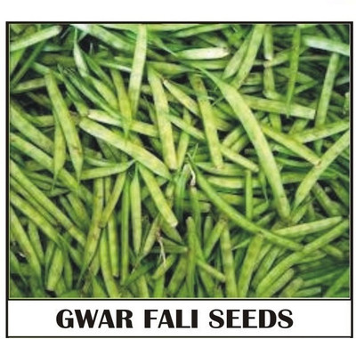 Quentova Gwar Fali/Cluster Beans-9G-TKK Seed(100 per packet)