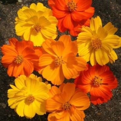 VibeX LX-64 - Cosmos Klondyke Orange & Yellow Flower - (90 Seeds) Seed(90 per packet)
