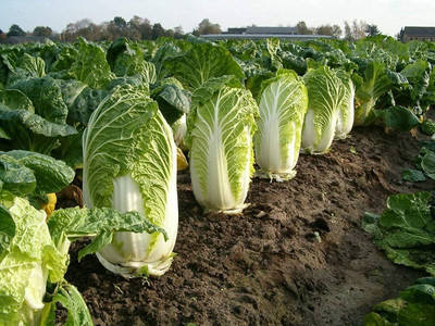 WILLVINE GOI -VII Chineses Cabbage Napa Lettuce [1g] Seed(300 per packet)