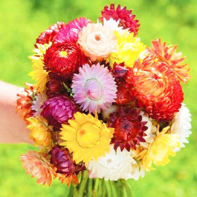 KANAYA Helichrysum Imported Song Mix Flower Seed(25 per packet)
