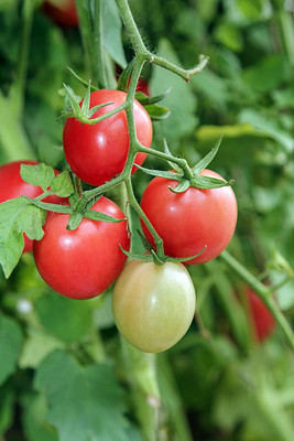 GREENIFY tomato Seed(150 per packet)