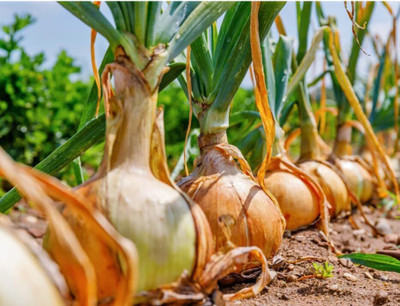 KNESSiN Heat Tolerant Yellow Granex Vidalia Onion Seeds For Gardening-(2400 Seeds) Seed(2400 per packet)