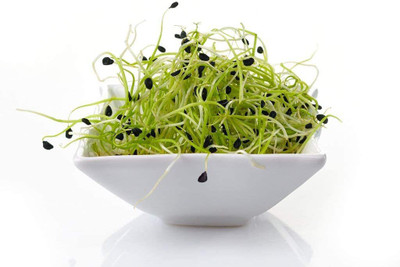 CYBEXIS XLR-40 - Chinese Chive Leek - (750 Seeds) Seed(750 per packet)