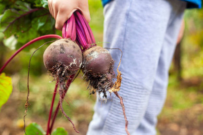 AFARTIOBINA 46 PCS BEETROOT SEEDS Seed(46 per packet)