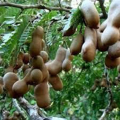 KANAYA IMLI Seed(6 per packet)