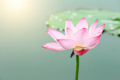 jkfarm lotus,kamal gatta Seed(14 per packet)