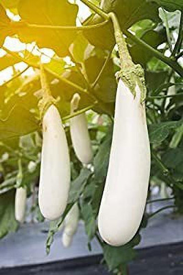 Aro Brinjal white Long, Eggplant Seed(14 per packet)