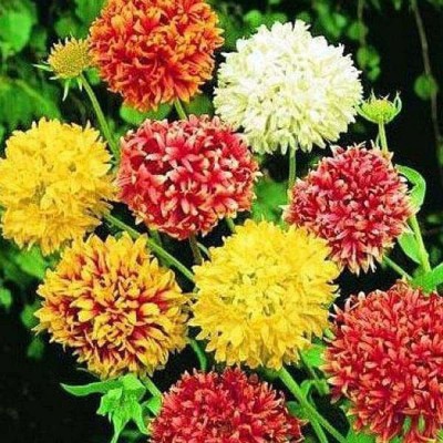 KANAYA Gaillardia F1 Hybrid Flower Seed(88 per packet)