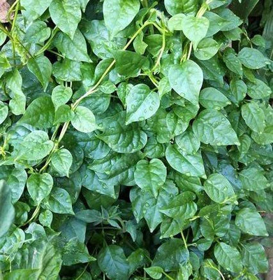 CYBEXIS PAU-96 - Malabar Spinach - (750 Seeds) Seed(750 per packet)