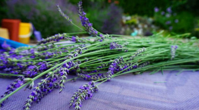 MOOFGA Heirloom Lavender Herb Flower Seed(150 per packet)