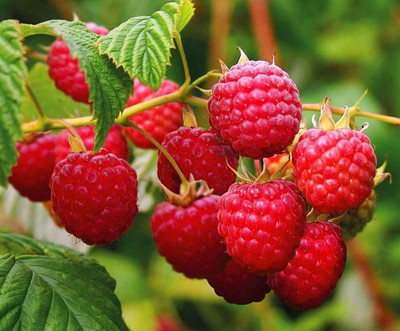 XOLDA Organic Raspberry fruit Seed(20 per packet)
