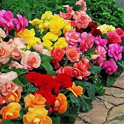 Qualtivate VVI-140 Begonia Beautiful Multi-Colour Flowers Seeds Seed(25 per packet)