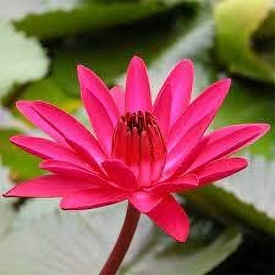 CRGO LOTUS , KAMAL Seed(10 per packet)