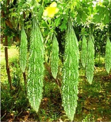 DIVINE BITTERGOURD Seed(45 per packet)