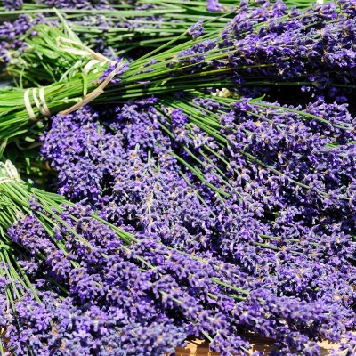 VibeX ATS-67 - Lavender Hidcote - (750 Seeds) Seed(750 per packet)