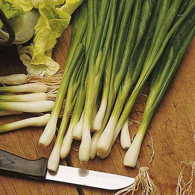 CYBEXIS Fast Germination Spring Onion Seeds2000 Seeds Seed(2000 per packet)