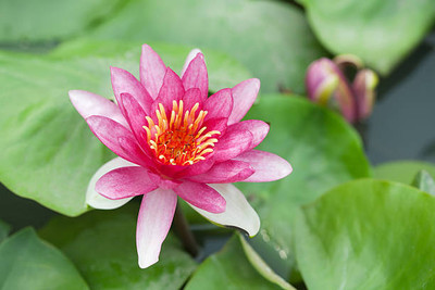 bloomaura lotus,kamal gatta Seed(10 per packet)