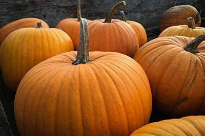 VibeX ® XXL-323 Big Max Pumpkin Seeds for Planting Seed(50 per packet)