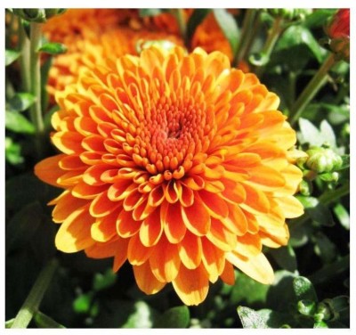 CYBEXIS Guldavari/Chrysanthemum Orange Flower Seeds Seed(25 per packet)