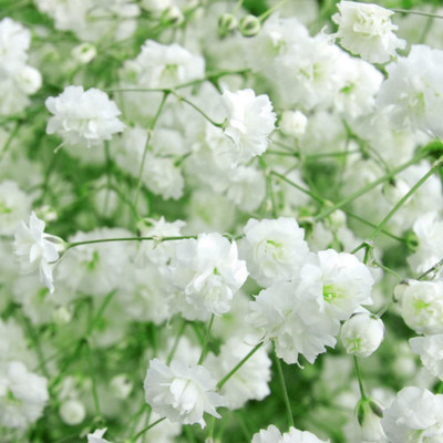 CYBEXIS Breath Mixed Seeds - Gypsophila elegans Seed(1 g)