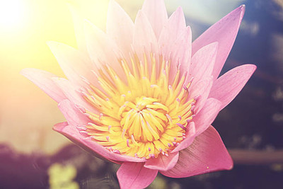 UGRA lotus,kamal gatta Seed(11 per packet)