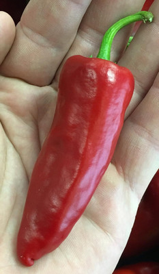 Biosnyg Open-Pollinated Biber Marash Pepper Vegetable Seeds For Planting-(4000 Seeds) Seed(4000 per packet)