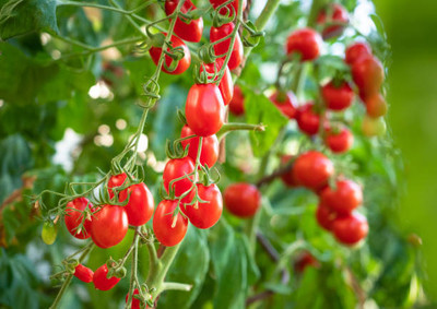 VERTEX AGENCIES tomato Seed(135 per packet)