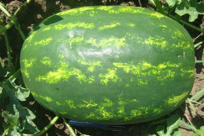 Farmonix Sweet Watermelons Fruit तरबूज के बीज Seed(30 per packet)