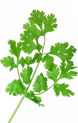 VibeX GBPUT-61 - Calypso' Cilantro - (750 Seeds) Seed(750 per packet)
