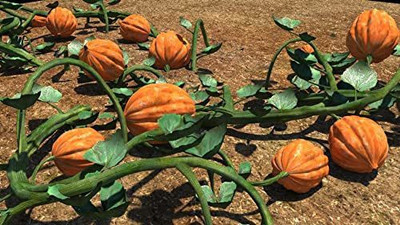 VibeX ® XLR-5 PUMPKIN ARJUNA HYBRID SEEDS Seed(50 per packet)