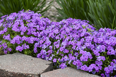 CEZIUS Purple Sprite' Spring Phlox Seed(50 per packet)