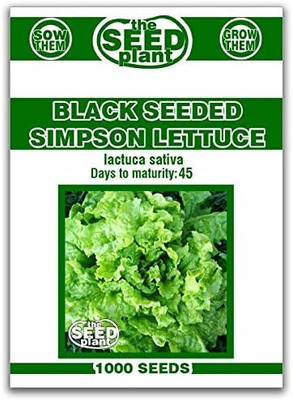 Qualtivate HUA-5A Black Seeded Simpson Lettuce Seeds Seed(300 per packet)