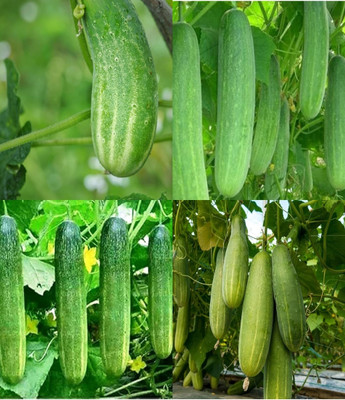 ibains Khera seeds cucumber kakri seeds beej 72 Seed(72 per packet)