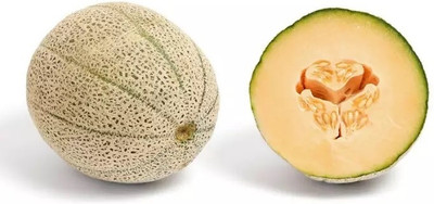 Quentova Muskmelon Sweet Melon-VDI-10R Seed(200 per packet)