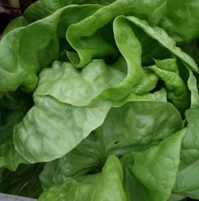 VibeX ® LXI-597 BUTTERCRUNCH Leaf Lettuce Lactuca Sativa Seed(200 per packet)