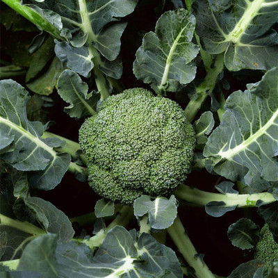KNESSiN Broccoli Cauliflower Green Seed(1250 per packet)