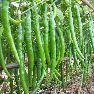 greenfarm Chilli Seeds , Mirchi Seeds Hari Mirch organic ( 170 seeds) U88 Seed(170 per packet)