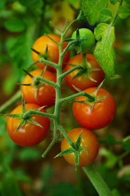 STARKC tomato Seed(140 per packet)