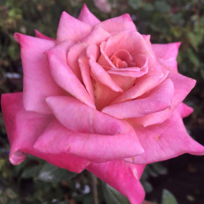 CYBEXIS VXI-53 - Hybrid Pink Tea Rose - (100 Seeds) Seed(100 per packet)