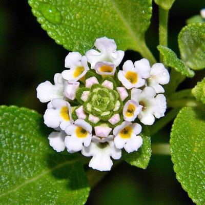 Qualtivate VXL-3AT Buttonsage wild sage Seed(100 per packet)