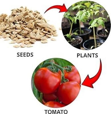 APOSOLUARD tomato Seed(50 per packet)